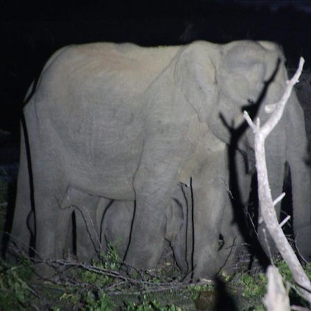 Jungle Cabin - Bundala Bundala Levagangoda Dış mekan fotoğraf