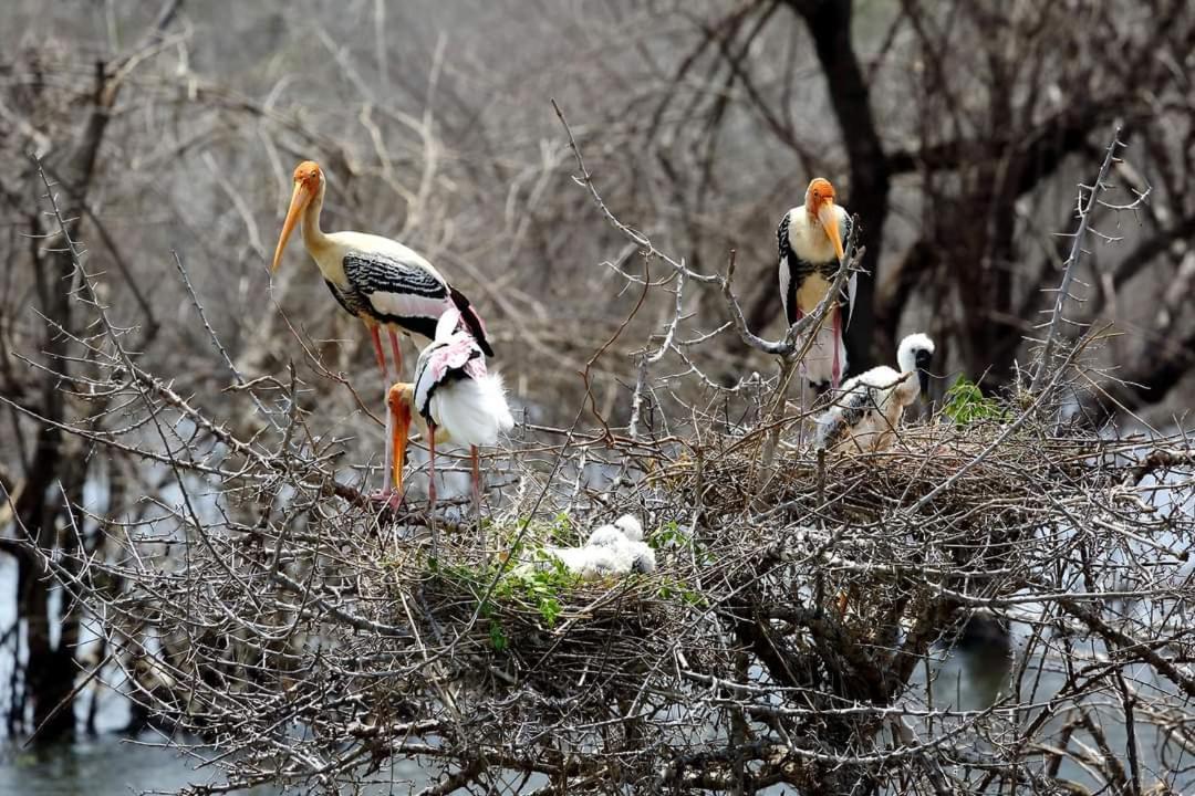 Jungle Cabin - Bundala Bundala Levagangoda Dış mekan fotoğraf